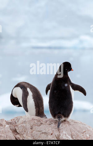 Due lunghi-tailed pinguini di Gentoo (Pygoscelis papua), Neko Harbour, Antartide Foto Stock