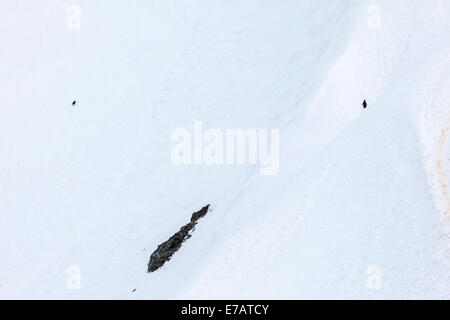 Due lunghe code pinguini Gentoo di affrontare una salita con forte neve imballata montagna (Pygoscelis papua), Porto Orne, Antartide Foto Stock