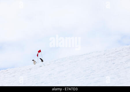 Due lunghe code pinguini Gentoo chiedendo a due red flag di avviso (Pygoscelis papua), Danco Island, Antartide Foto Stock