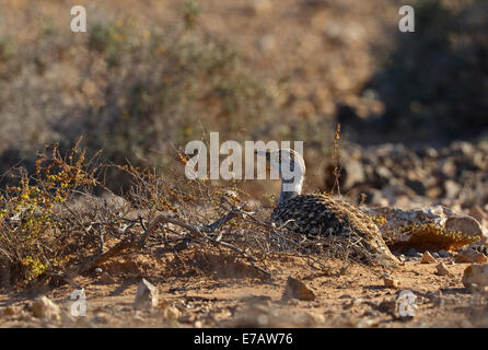 Houbara Bustard (Chlamydotis undulata ssp. fuertaventurae), . Foto Stock