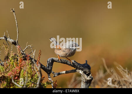 Spectacled trillo (Sylvia conspicillata ssp. orbitalis), Fuerteventura Foto Stock