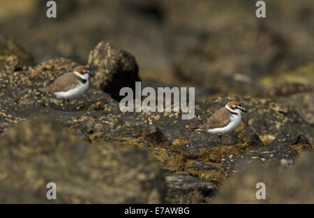 Fratino (Charadrius alexandrinus), Fuerteventura Foto Stock