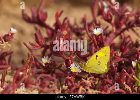 Dark offuscato giallo (Colias croceus), Fuerteventura Foto Stock