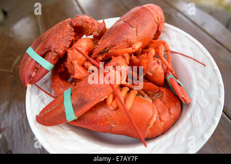 Freschi cotti al vapore Maine lobster pronto ad aprire e mangiare, Bar Harbor, Maine, Stati Uniti d'America. Foto Stock