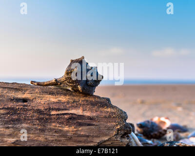 Shell su un pezzo di legno e sullo sfondo la spiaggia e il mare Foto Stock