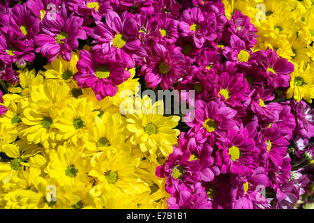 Giallo e viola a fiori nel mercato del sabato a Beaune, Borgogna, Francia Foto Stock