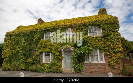 Storia doppia casa in mattoni rossi nel villaggio inglese di Kilnsea con pareti e tetto completamente ricoperto con boston edera rampicante Foto Stock