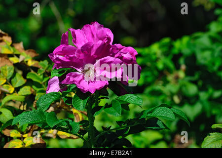 Fioritura di rosa canina selvatica close up Foto Stock