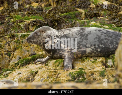 Guarnizione artica sulle rocce rivestite di alga verde vicino a farne isola nel mare del Nord vicino al villaggio di Seahouses, Northumberland Inghilterra Foto Stock