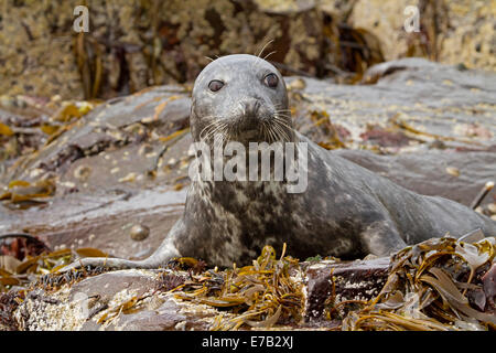 Guarnizione artico su rocce ricoperte con kelp vicino a farne isola nel mare del Nord vicino al villaggio di Seahouses, Northumberland Inghilterra Foto Stock