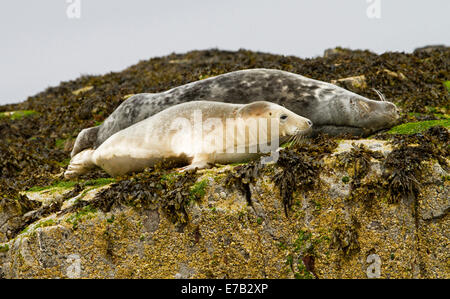 Giovani guarnizione artico e madre sulle rocce vicino a farne isola nel mare del Nord vicino al villaggio di Seahouses, Northumberland Inghilterra Foto Stock