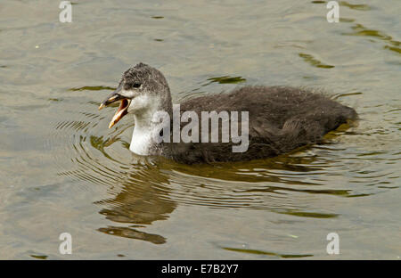 Canada Goose pulcino, Branta canadensis, con soffici il grigio e il bianco del piumaggio e becco aperto, sulle calme acque del fiume Foto Stock