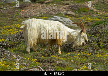 Capra del Kashmir, con lunghi Shaggy i capelli bianchi e le corna, pascolo tra giallo fiori selvaggi sulle pendici del Great Orme, Llandudno Galles Foto Stock