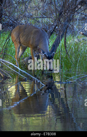 Mule Deer (Odocoileus hemionus) dallo specchio sul Lago Tenaya Canyon, il Parco Nazionale di Yosemite in California, Stati Uniti d'America Foto Stock