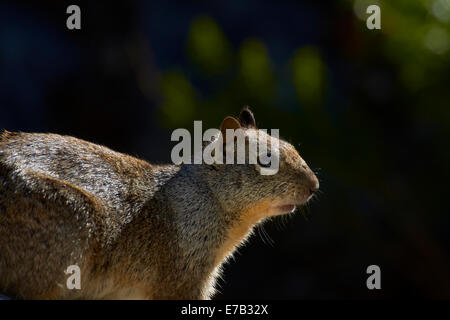 La massa della California scoiattolo (Otospermophilus beecheyi), dal sentiero di nebbia, Yosemite National Park, California, Stati Uniti d'America Foto Stock