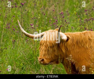 Chiudere fino alla testa, con grandi corna ricurve di Highland mucca con la castagna rosso capelli contro lo sfondo di erba e fiori di campo Foto Stock