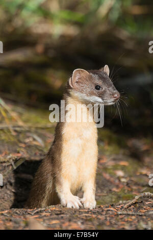 Long-tailed weasel nelle Montagne Rocciose Canadesi Foto Stock