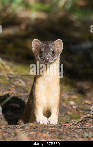 Long-tailed weasel nelle Montagne Rocciose Canadesi Foto Stock