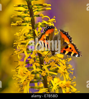 Colorato arancione e nero British piccola tartaruga butterfly, Aglais urticae, sui fiori gialli in giardino a Bakewell, Inghilterra Foto Stock