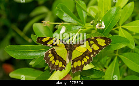 Philaethria dido, scarse pagina bamboo butterfly / dido longwing, luminoso verde e nero, specie mimetizzata su foglie verdi Foto Stock