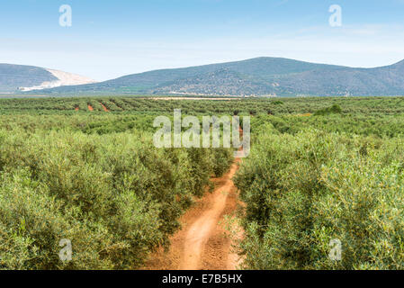 Vista panoramica su ulivi e alberi da frutto piantati in righe. Spagna. Foto Stock