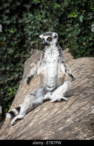 Anello-tailed lemur (Lemur catta) è riscaldata. Umoristico foto di animali. Foto Stock