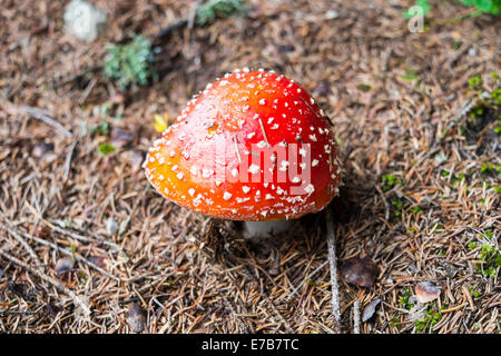 Profondità di campo per colpo di red amanita muscaria fungo con puntini bianchi. Foto Stock