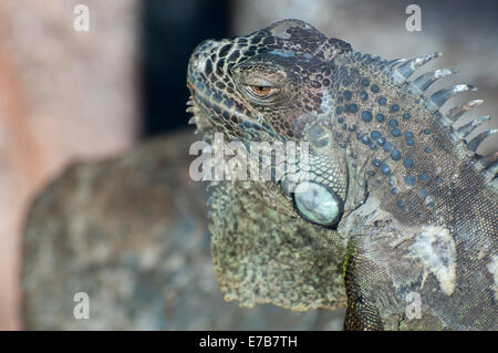 Grossa iguana con punte in tutto il suo corpo Foto Stock