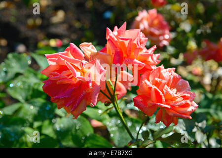 Le rose rosa con rugiada di mattina in un giardino piccolo DOF Foto Stock