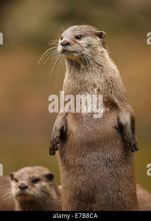 Una coppia di Oriental Short-Clawed lontre Foto Stock