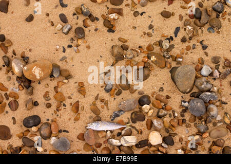 I pesci morti sulla spiaggia. Foto Stock