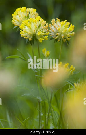 Rene comune veccia anthyllis vulneraria Foto Stock