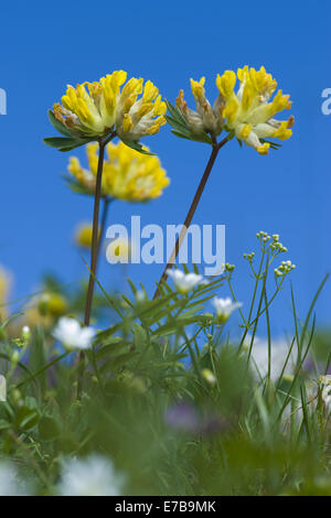 Rene comune veccia anthyllis vulneraria Foto Stock