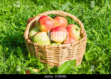 Raccolto di Rosso mela succosa in cestelli Foto Stock