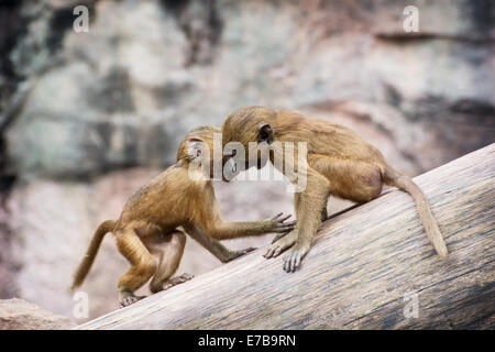 Due piccoli cuccioli di Guinea babbuino (Papio papio) stanno giocando sul tronco di albero. Foto Stock