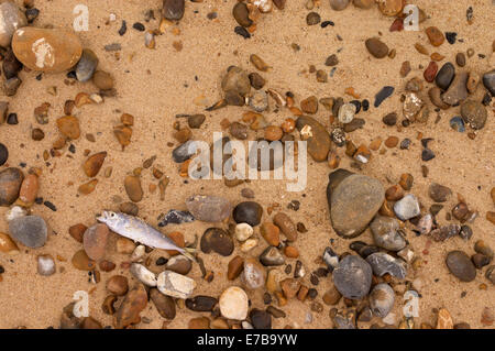 I pesci morti sulla spiaggia. Foto Stock