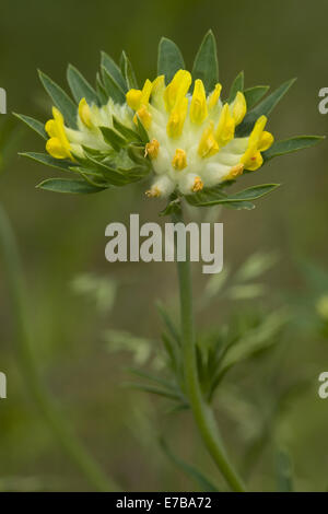 Rene comune veccia anthyllis vulneraria ssp. polyphylla Foto Stock