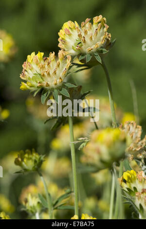 Rene comune veccia anthyllis vulneraria Foto Stock