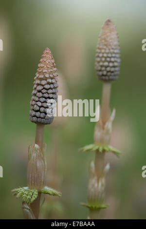 Legno equiseto, equisetum sylvaticum Foto Stock