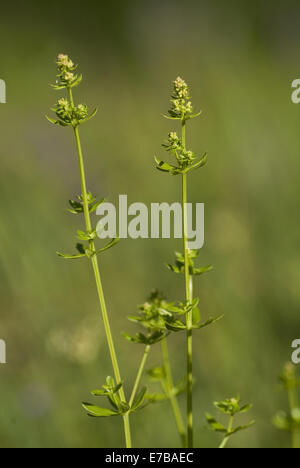 Bianco, bedstraw galium album Foto Stock