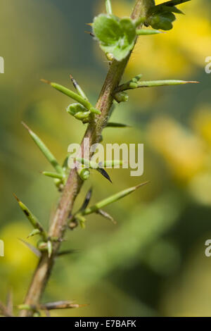 German greenweed, genista germanica Foto Stock