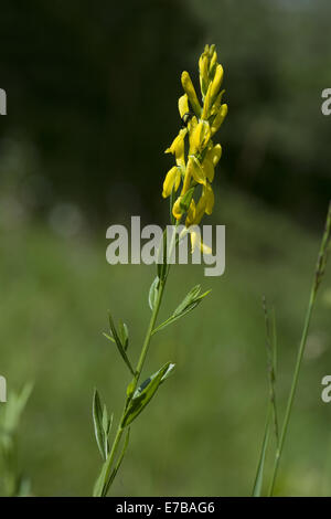 Dyer la ginestra, genista tinctoria Foto Stock