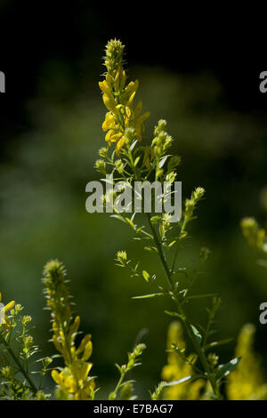 Dyer la ginestra, genista tinctoria Foto Stock