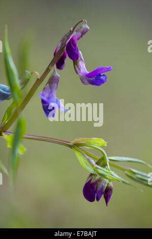 La molla vetchling, lathyrus vernus Foto Stock