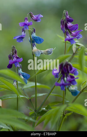 La molla vetchling, lathyrus vernus Foto Stock