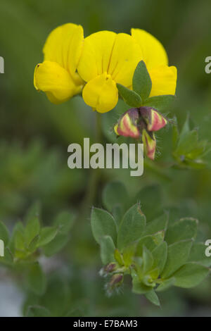 Alpine-birdsfoot trefoil, lotus alpinus Foto Stock