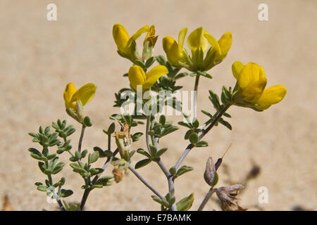 Trifoglio cretese, lotus creticus Foto Stock