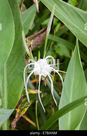 Hymenocallis littoralis o spiaggia spider lily, Indonesia Foto Stock