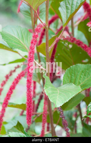 Acalypha hispida, noto anche come cat coda, impianto di ciniglia, red hot tifa, coda di volpe, red hot poker, Indonesia Foto Stock