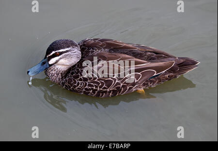 Australian Black Duck (Anas superciliosa) Foto Stock